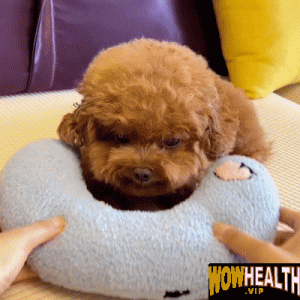 Pet pillow